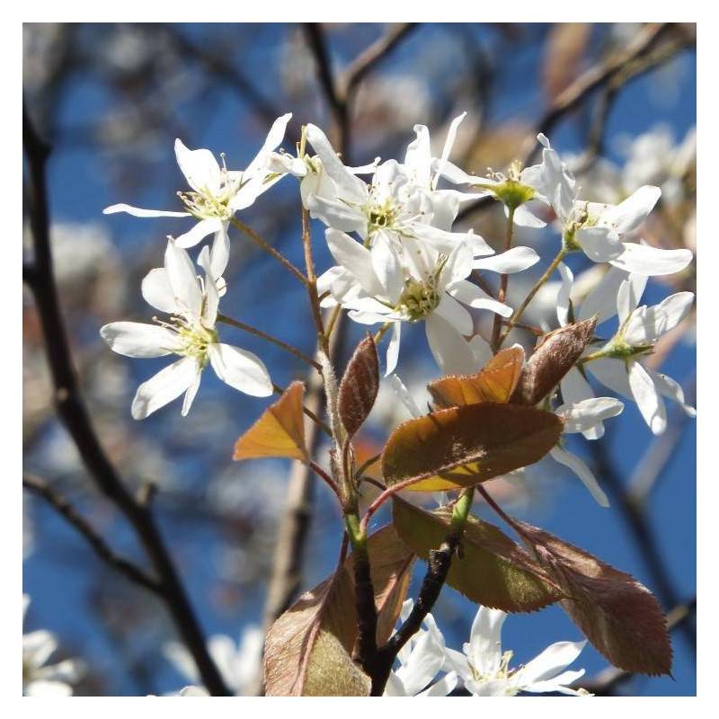 Amélanchier du canada, Amelanchier canadensis à fleurs Blanche - feuillage Caduc - Pot de 4L - 40/60 cm- hauteur à maturité De 1,50 m à 2,00 m - Image 4