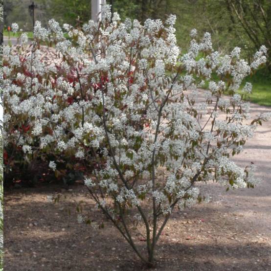 Amélanchier du canada, Amelanchier canadensis à fleurs Blanche - feuillage Caduc - Pot de 4L - 40/60 cm- hauteur à maturité De 1,50 m à 2,00 m - Image 1