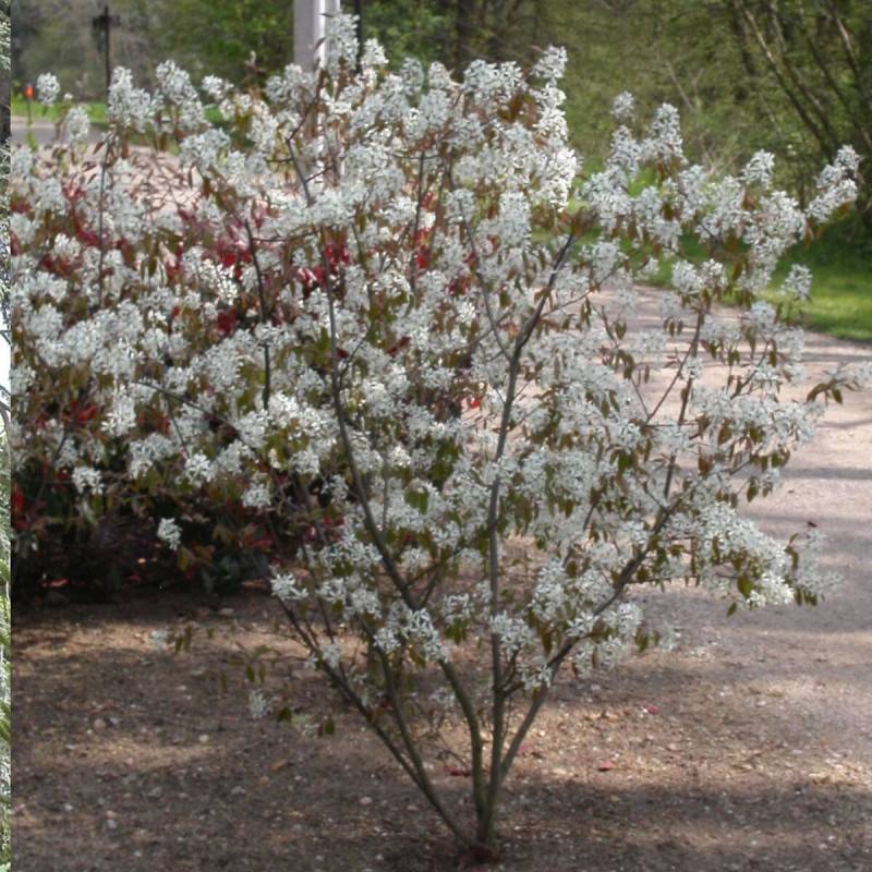 Amélanchier du canada, Amelanchier canadensis à fleurs Blanche - feuillage Caduc - Pot de 4L - 40/60 cm-  hauteur à maturité De 1,50 m à 2,00 m - Image 1
