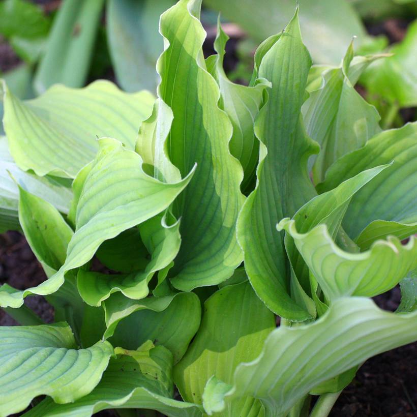 Hosta Blue Cascade Pot de 1,5L/2L