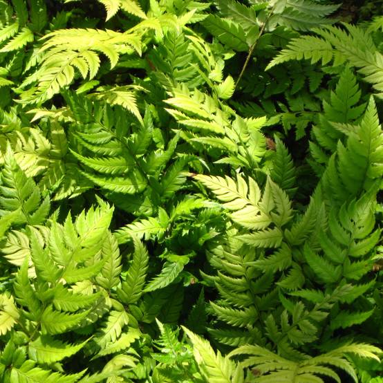 Polystichum rigens - Fougère Pot de 2L/3L