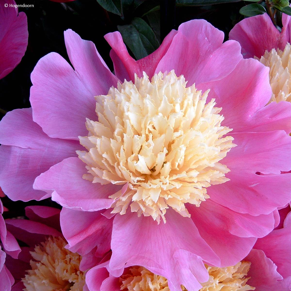 Promesse de Fleurs - Pivoine lactiflora Mr G.F. Hemerik Souche 3/5 yeux