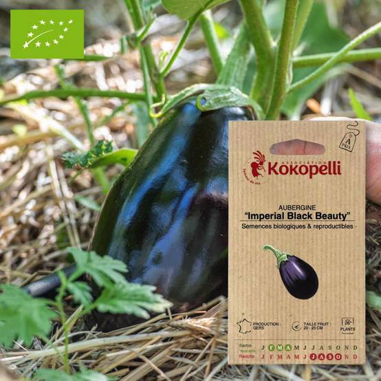 Graines bio à semer - Aubergine Imperial Black Beauty- Association Kokopelli