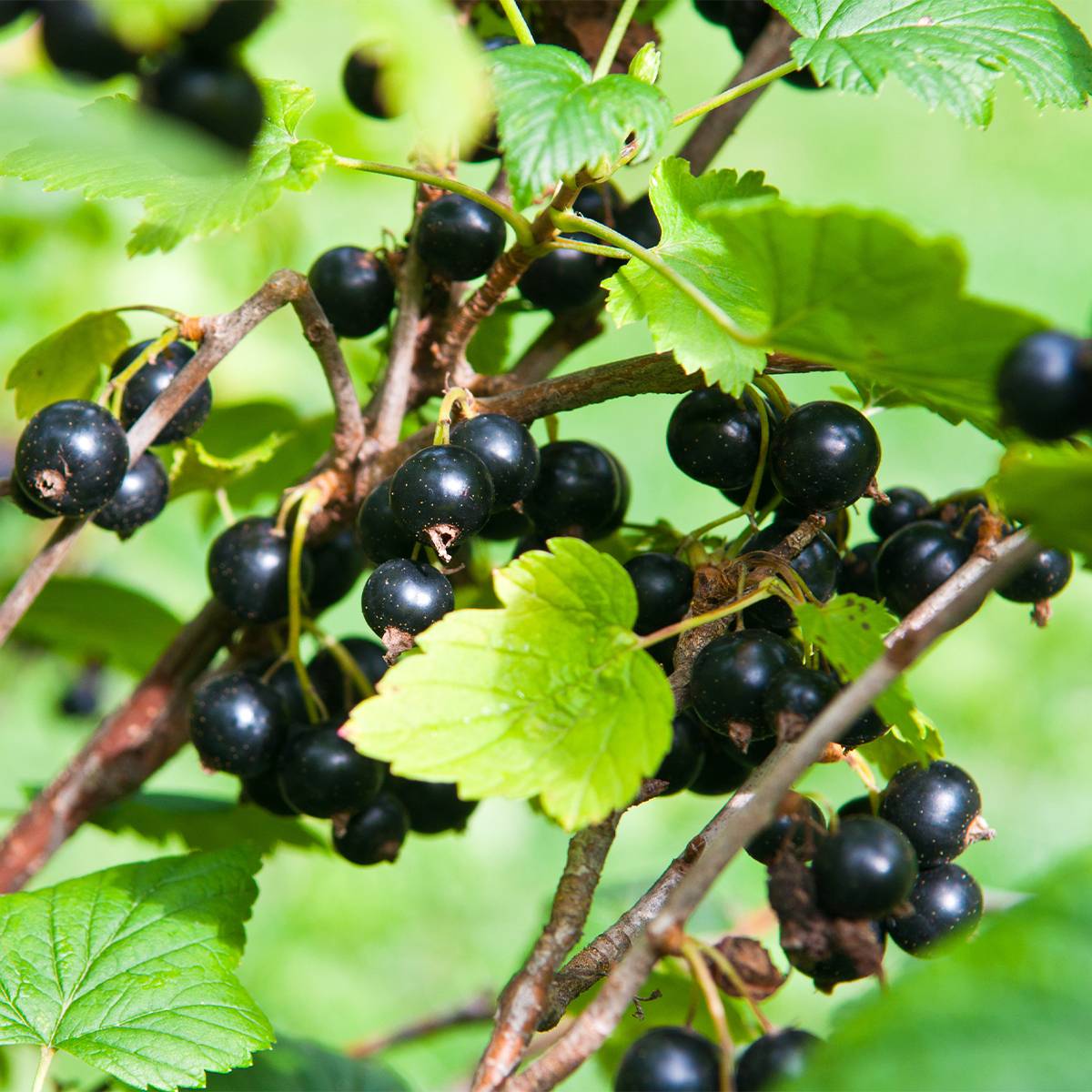 Promesse de Fleurs - Cassissier Troll - Ribes nigrum Pot de 2L/3L, Buisson