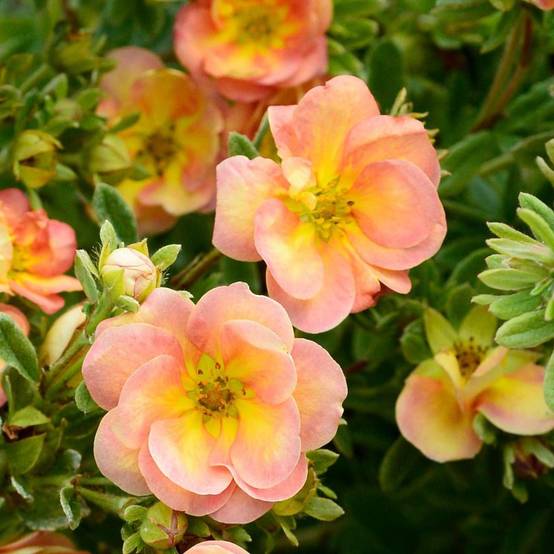Potentille arbustive Double Punch® Peach 'MINJARO01', Potentilla à fleurs Rose - feuillage Caduc - Pot de 1,5L - Tuteur bambou 30/60 cm- hauteur à ma - Image 1