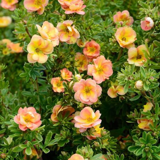 Potentille arbustive Double Punch® Peach 'MINJARO01', Potentilla à fleurs Rose - feuillage Caduc - Pot de 1,5L - Tuteur bambou 30/60 cm- hauteur à ma - Image 3