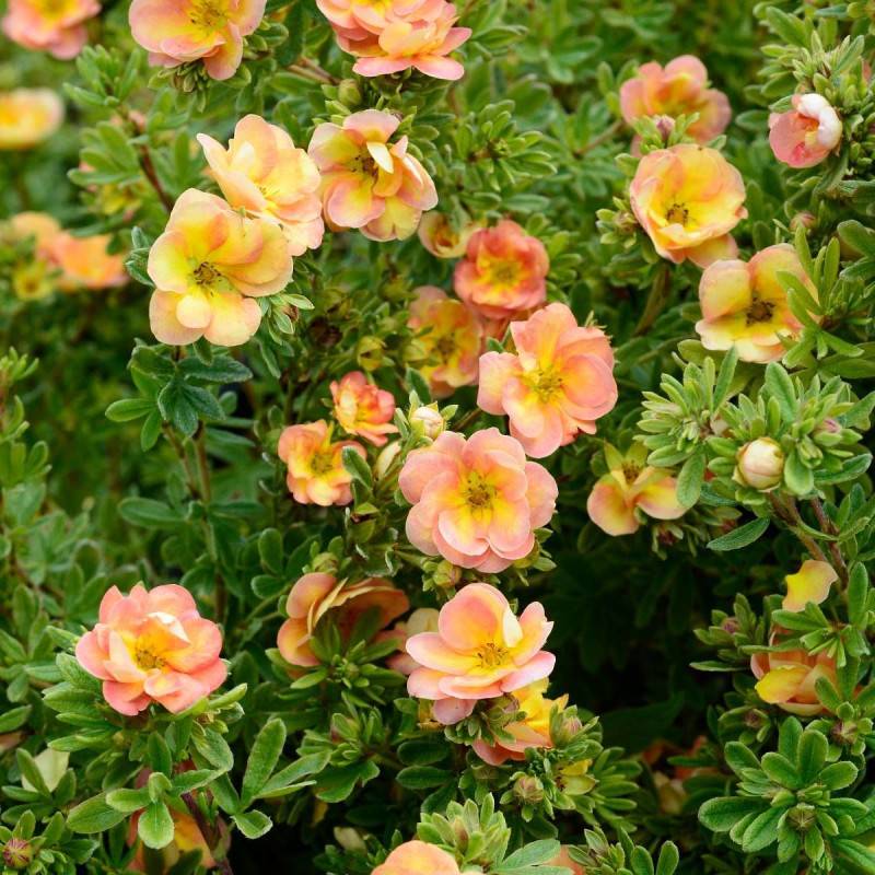 Potentille arbustive Double Punch® Peach 'MINJARO01', Potentilla à fleurs Rose - feuillage Caduc - Pot de 1,5L - Tuteur bambou 30/60 cm-  hauteur à ma - Image 3