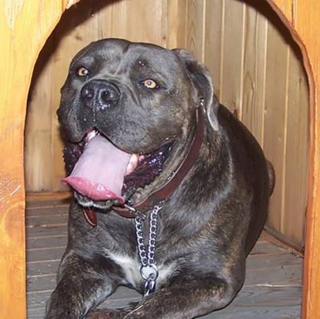 Niche pour chiens en bois, 0.96m² - Image 3