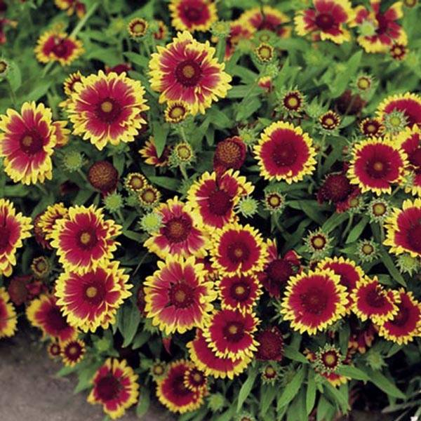 Graines de Gaillarde vivace Goblin naine Graines
