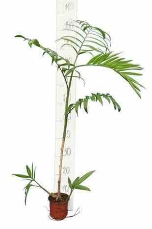Sans Marque - Chamaedorea seifrizii (Palmier nain de Seifriz) SPECIMEN Taille:Pot de 45L - 200/225cm - Image 1