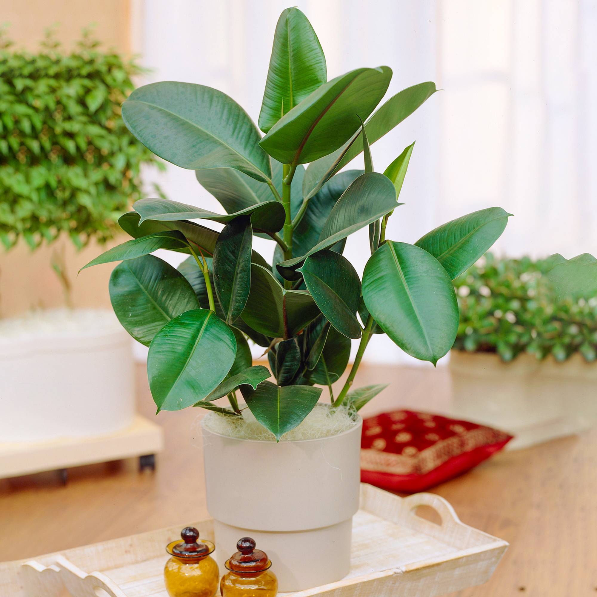 Gardenersdream - 1 Ficus Robusta | Plante À Feuilles Persistantes En Pot 30-40 Cm Pour La Maison Ou Le Bureau - GardenersDream - Imagen 1