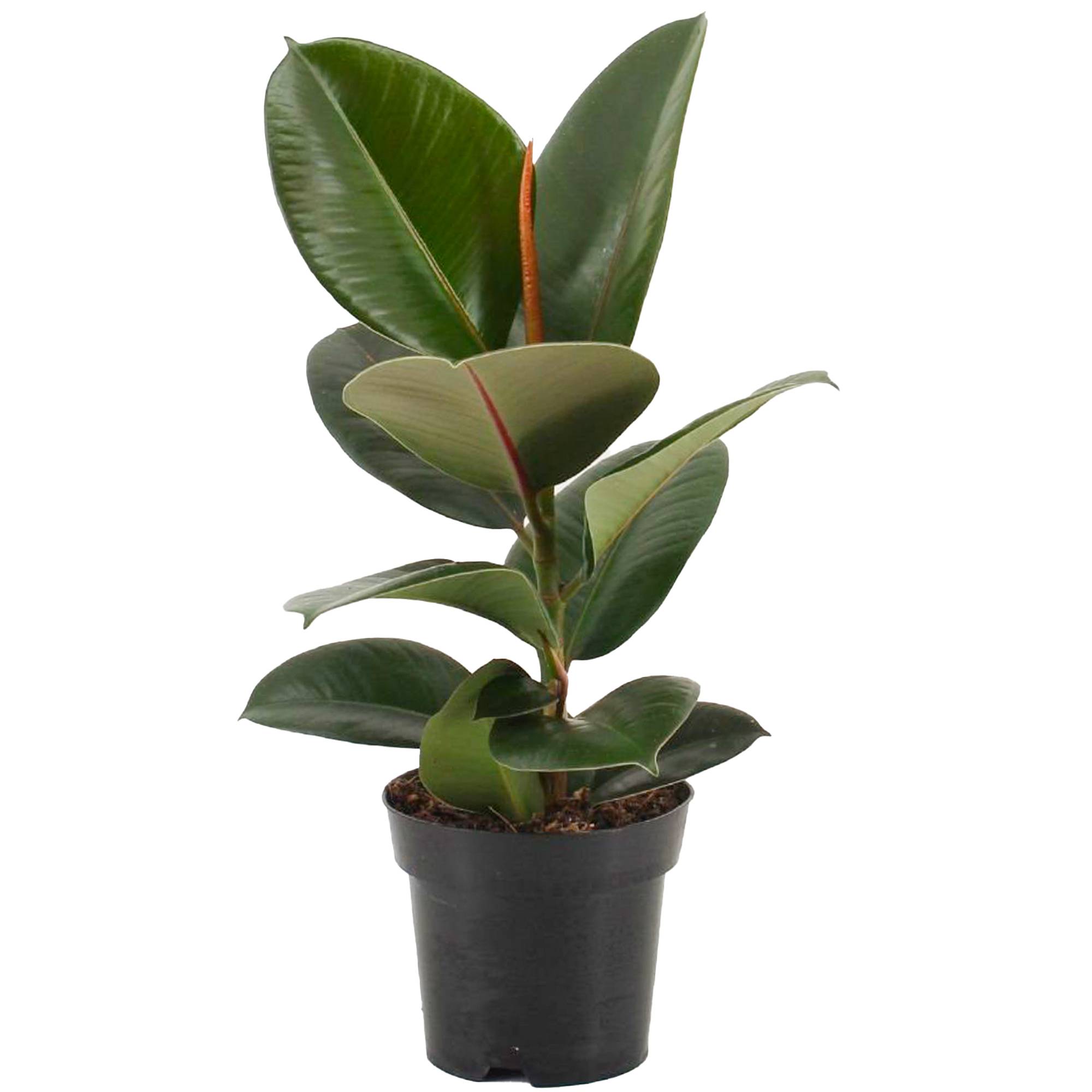 Gardenersdream - 1 Ficus Robusta | Plante À Feuilles Persistantes En Pot 30-40 Cm Pour La Maison Ou Le Bureau - GardenersDream - Imagen 2