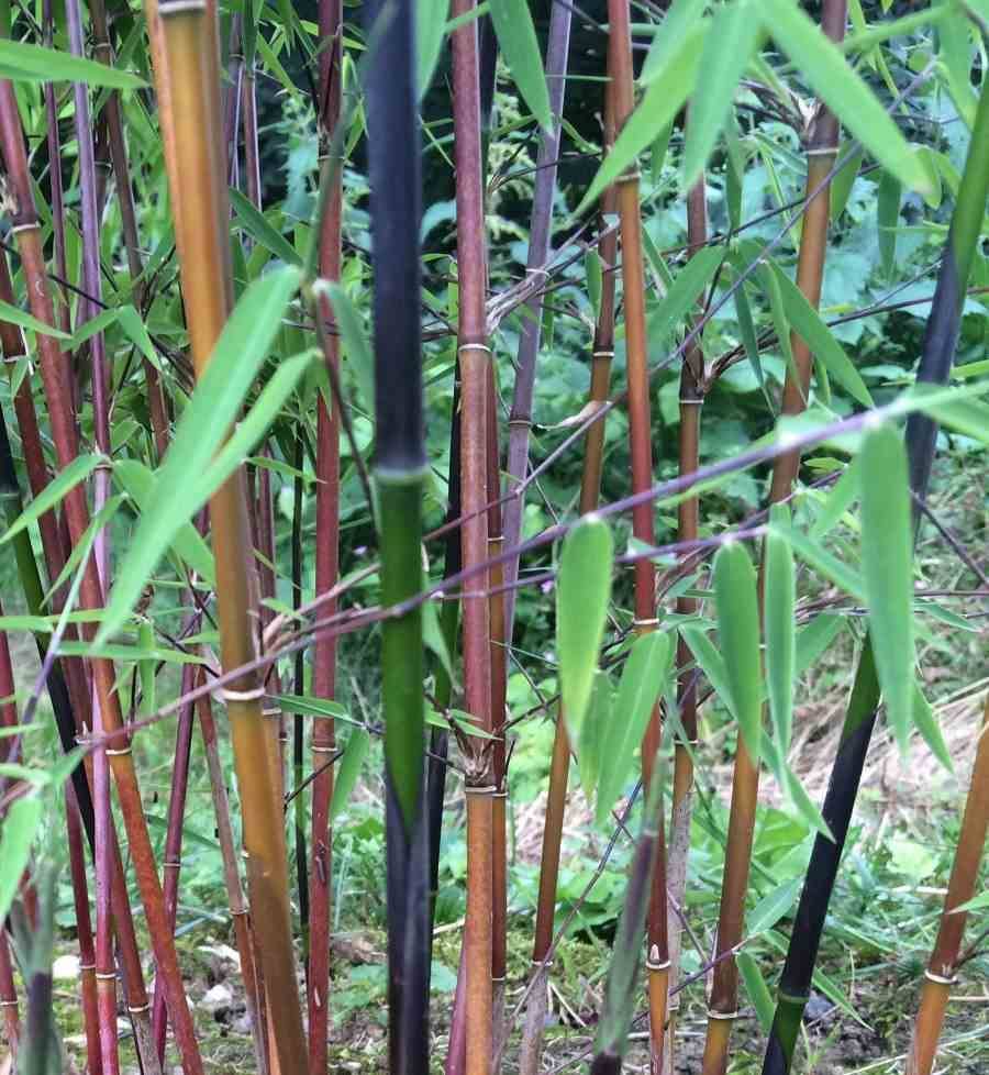 Sans Marque - Fargesia jiuzhaigou B1 (Bambou non traçant) Taille:Pot 5 Litres - 80/120cm - 4/7 cannes
