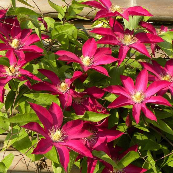 Clématite Bourbon™ 'Evipo018' à fleurs Rouge - feuillage Caduc - Pot de 2L - Tuteur bambou 60/90 cm- hauteur à maturité De 2,00 m à 2,50 m - Image 6