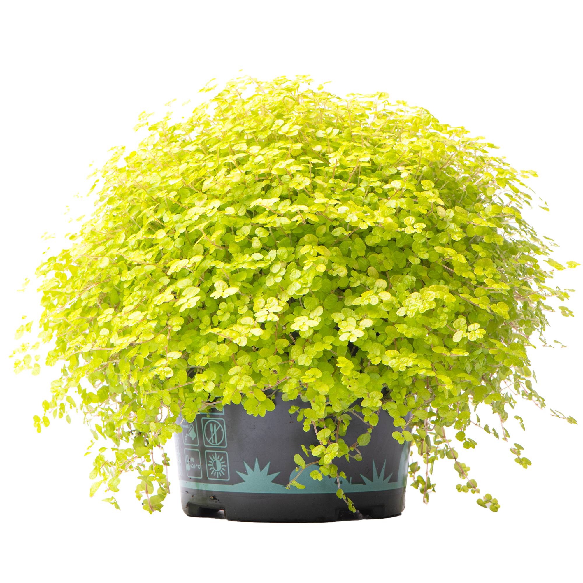 Gardenersdream - Soleirolia Soleirolii Helxine Jaune | Plante D'Intérieur Pour Le Bureau À Domicile (De 10 À 20 Cm En Pot) - GardenersDream - Imagen 1