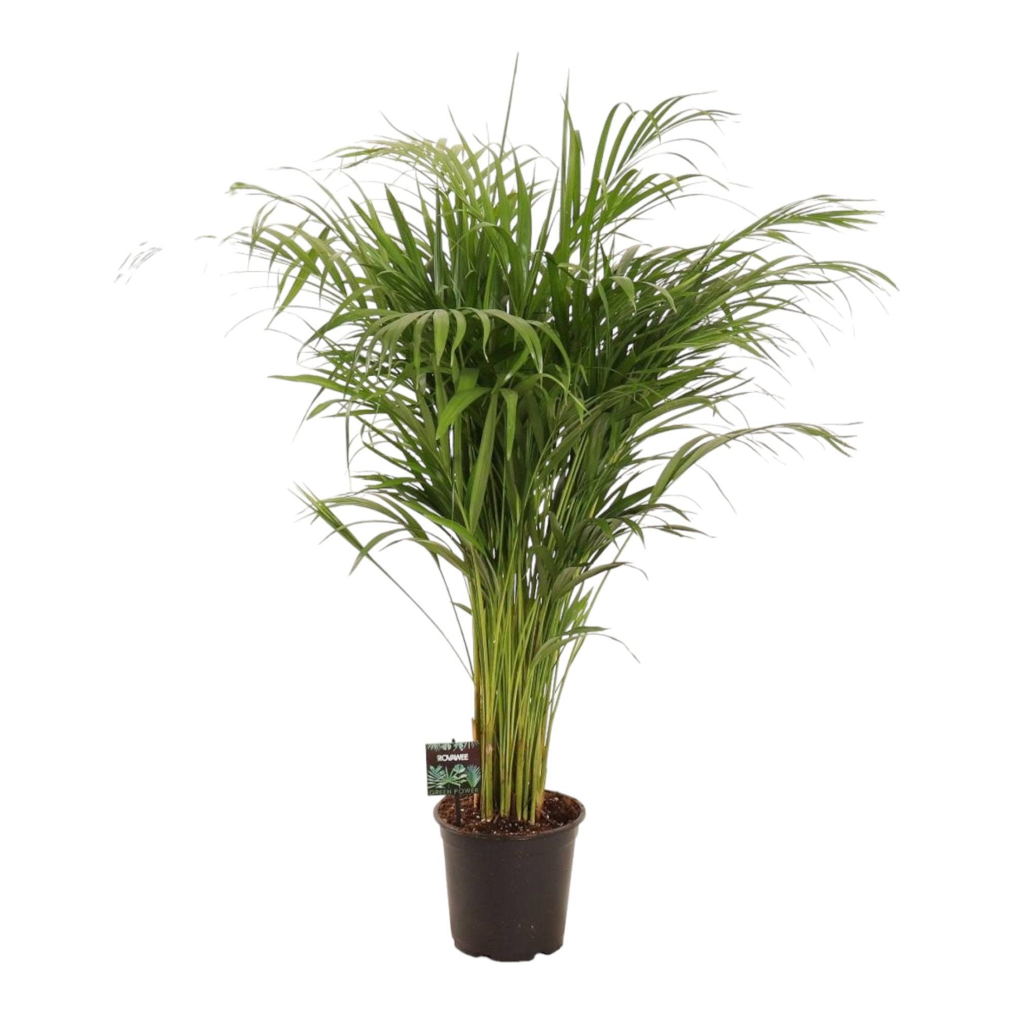 La Green Touch - Dypsis Lutescens - D21 H110cm - Image 1