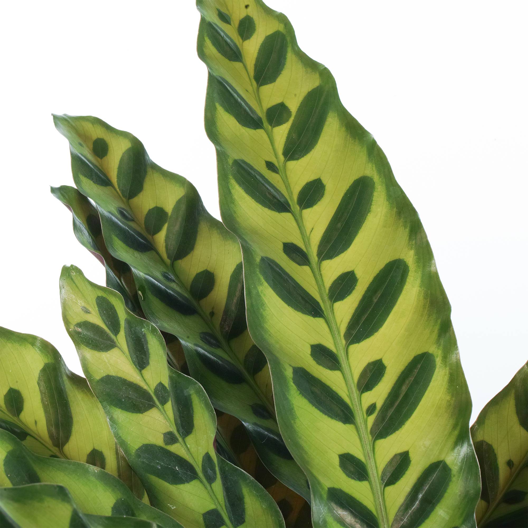 Gardenersdream - Calathea Lancifolia Plante D'Intérieur En Pot Pour La Maison Ou Le Bureau - GardenersDream - Imagen 2