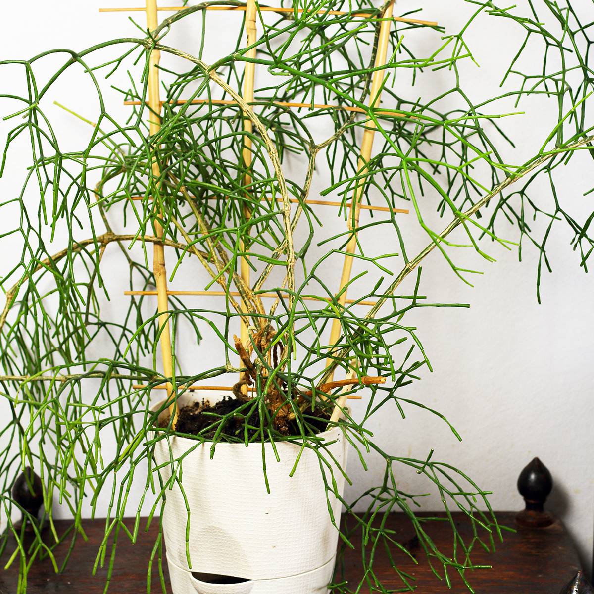Rhipsalis burchellii - Cactus-gui Mini-plante - Jardiland