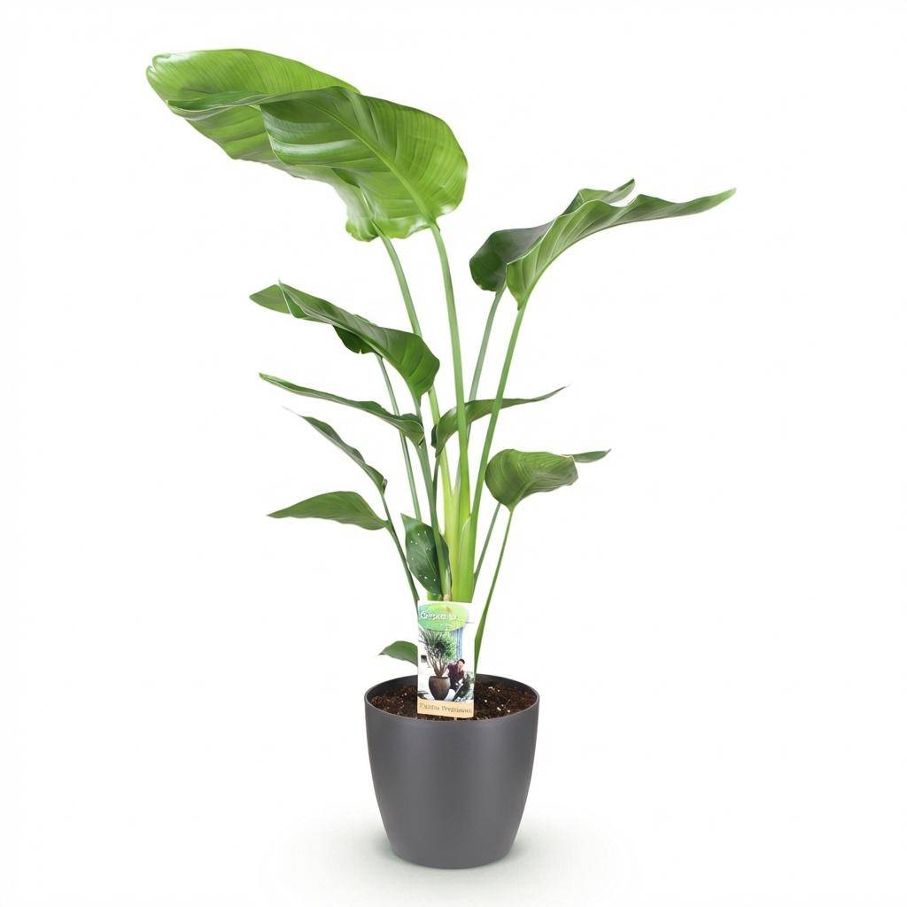Strelitzia Nicolai - Pot de 21cm - Gris - Plantes d'intérieur - Image 2