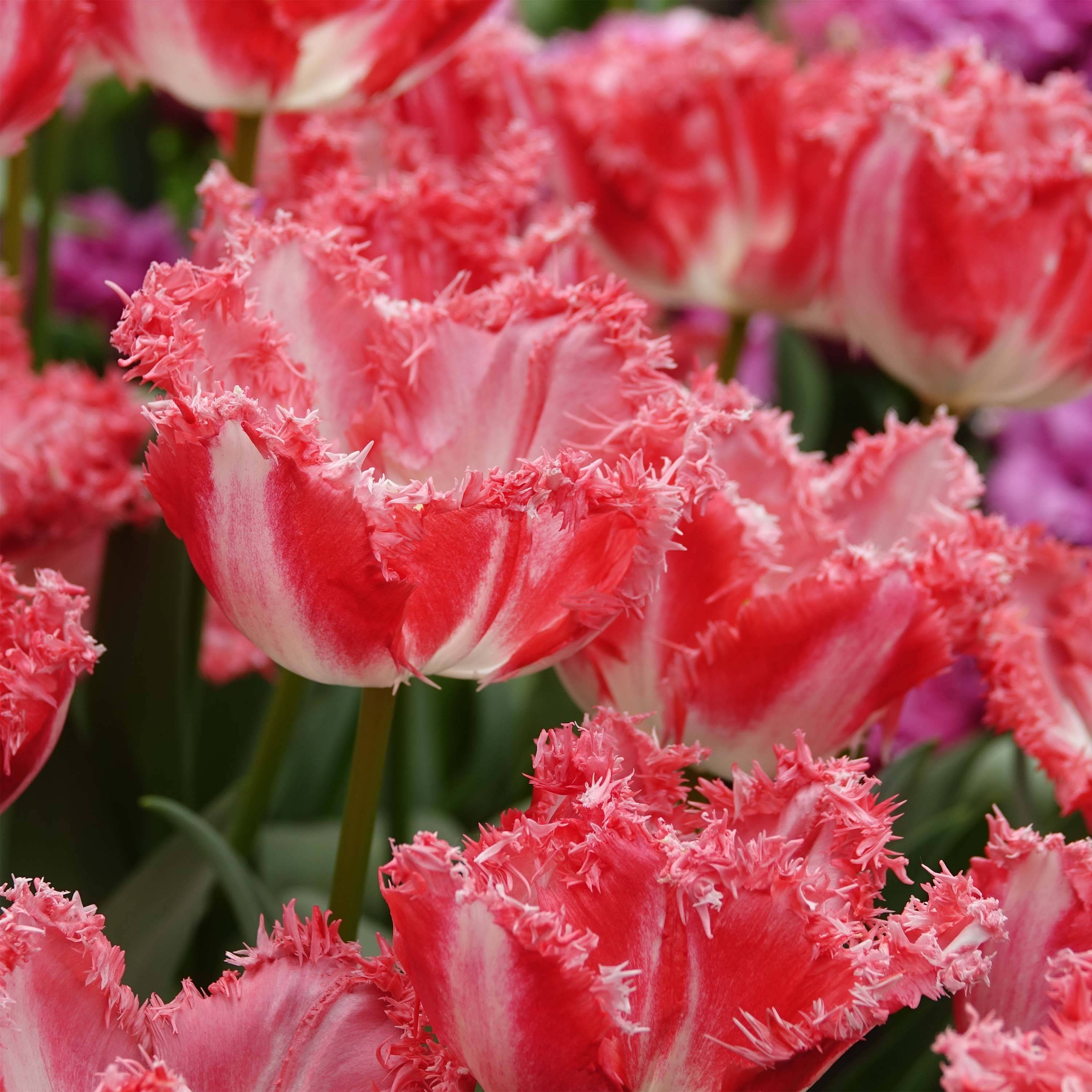 Promesse de Fleurs - Tulipe dentelée Neglige Bulbe calibre 11+ (par 6)