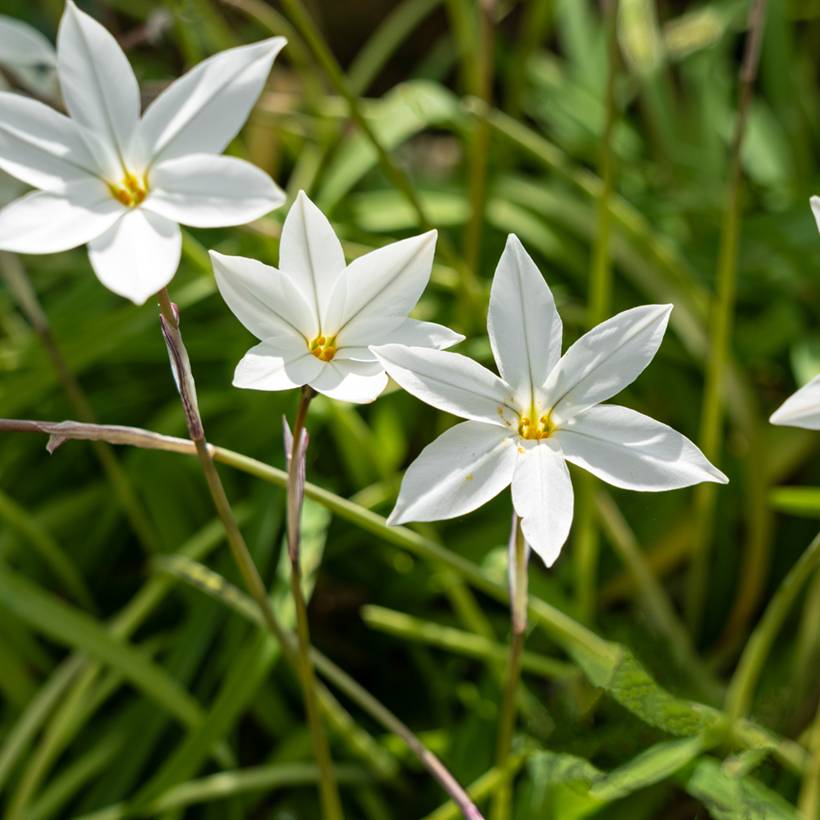 Promesse de Fleurs - Ipheion uniflorum Alberto Castillo - Etoile de printemps Bulbe calibre I (par 10)