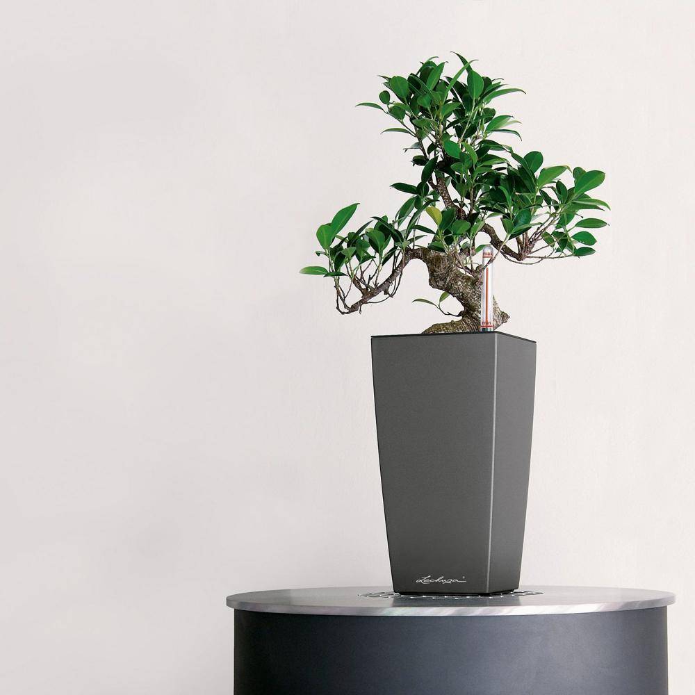 Lechuza - Pot de table Maxi-Cubi - kit complet, anthracite métallisé 26 cm Lechuza - Imagen 3