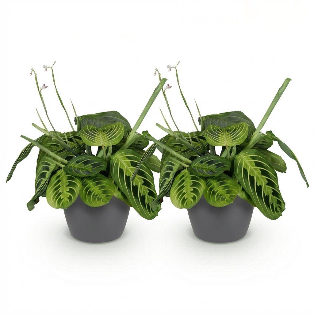 Maranta Fascinator Lemon Vert Clair - H35cm - Image 4