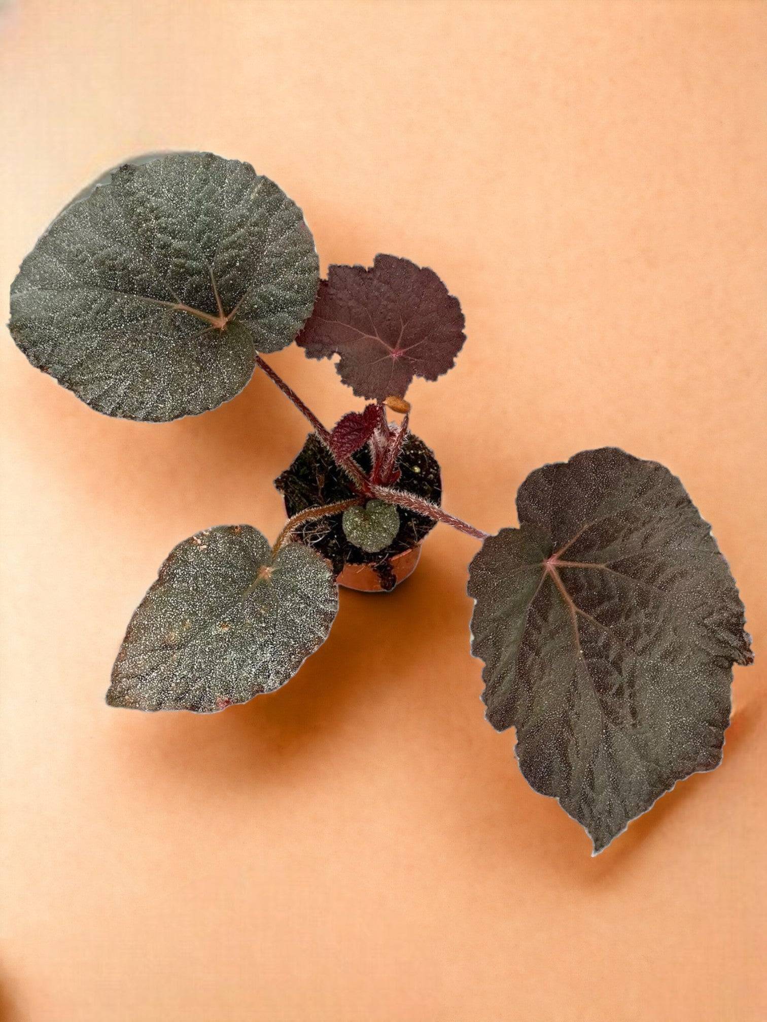 Begonia Taconite- La Green Touch