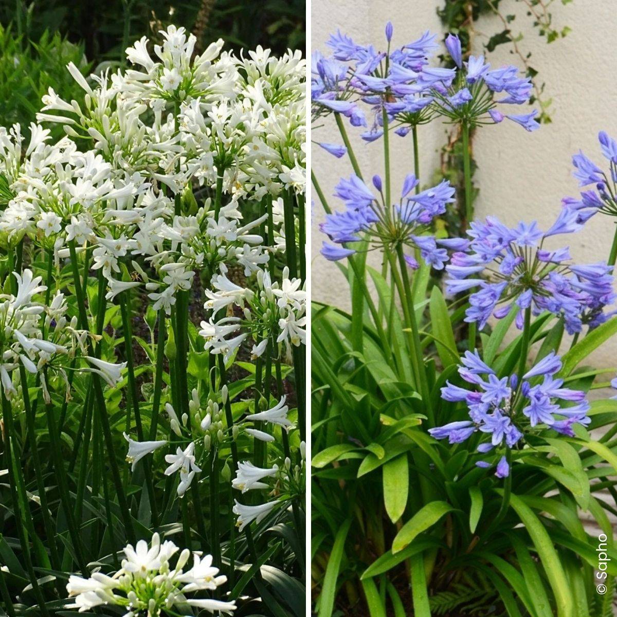 Promesse de Fleurs - Collection Duo d'Agapanthes Pitchoune - Collection de 2 plantes