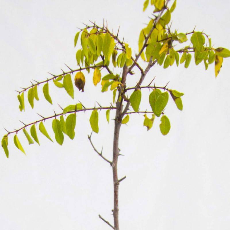 Épine du Christ (Paliurus spina-christi) - Godet - Taille 20/40cm - Pépinières Naudet - Imagen 1