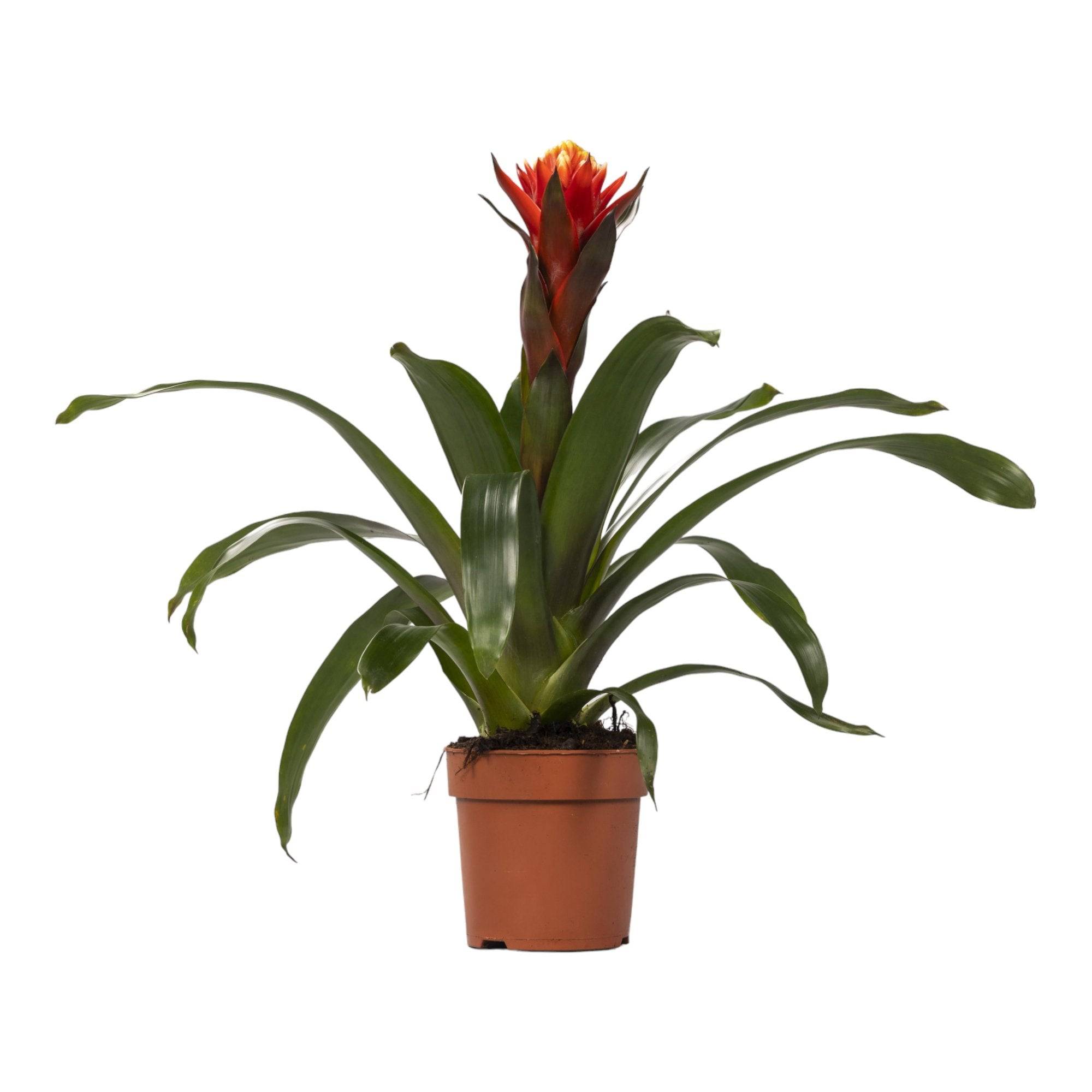 La Green Touch - Guzmania Happiness 45cm - Plante d'intérieur- La Green Touch - Imagen 3