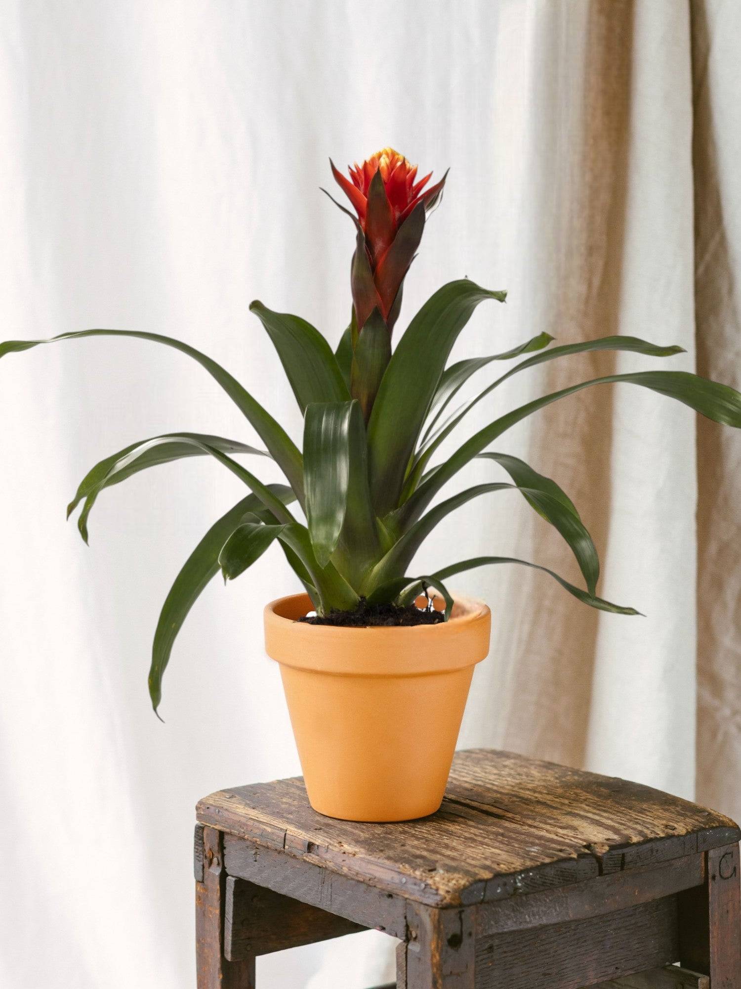La Green Touch - Guzmania Happiness 45cm - Plante d'intérieur- La Green Touch - Imagen 2