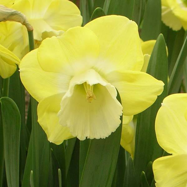 Promesse de Fleurs - Narcisse Avalon Bulbe calibre 12+ (par 5)