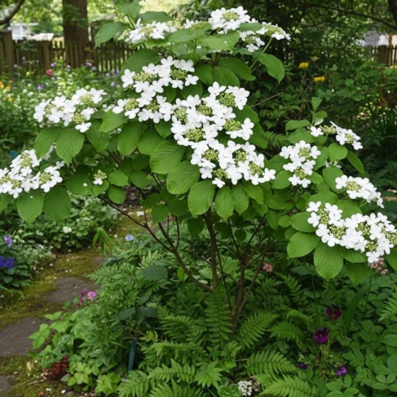 Viorne de Chine Shasta, Viburnum à fleurs Blanche - feuillage Caduc - Pot de 3L - 20/40 cm-  hauteur à maturité De 1,50 m à 2,00 m - Imagen 2