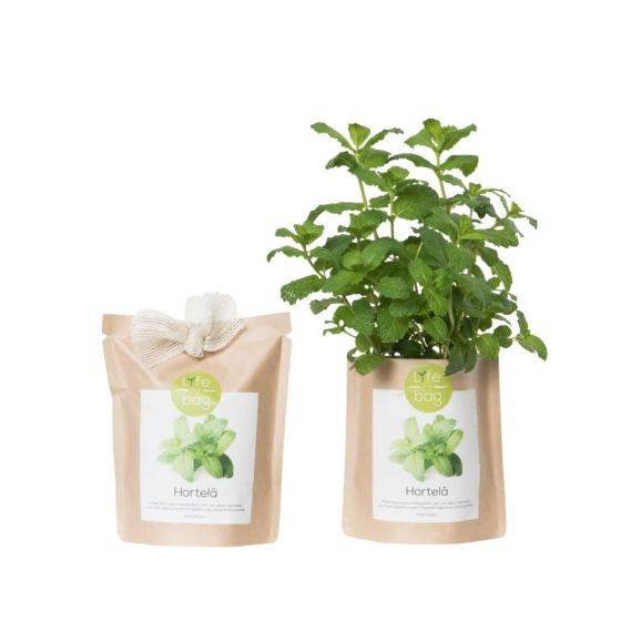Life In A Bag - Life in a Bag - Kit bio prêt à pousser Menthe - Image 1
