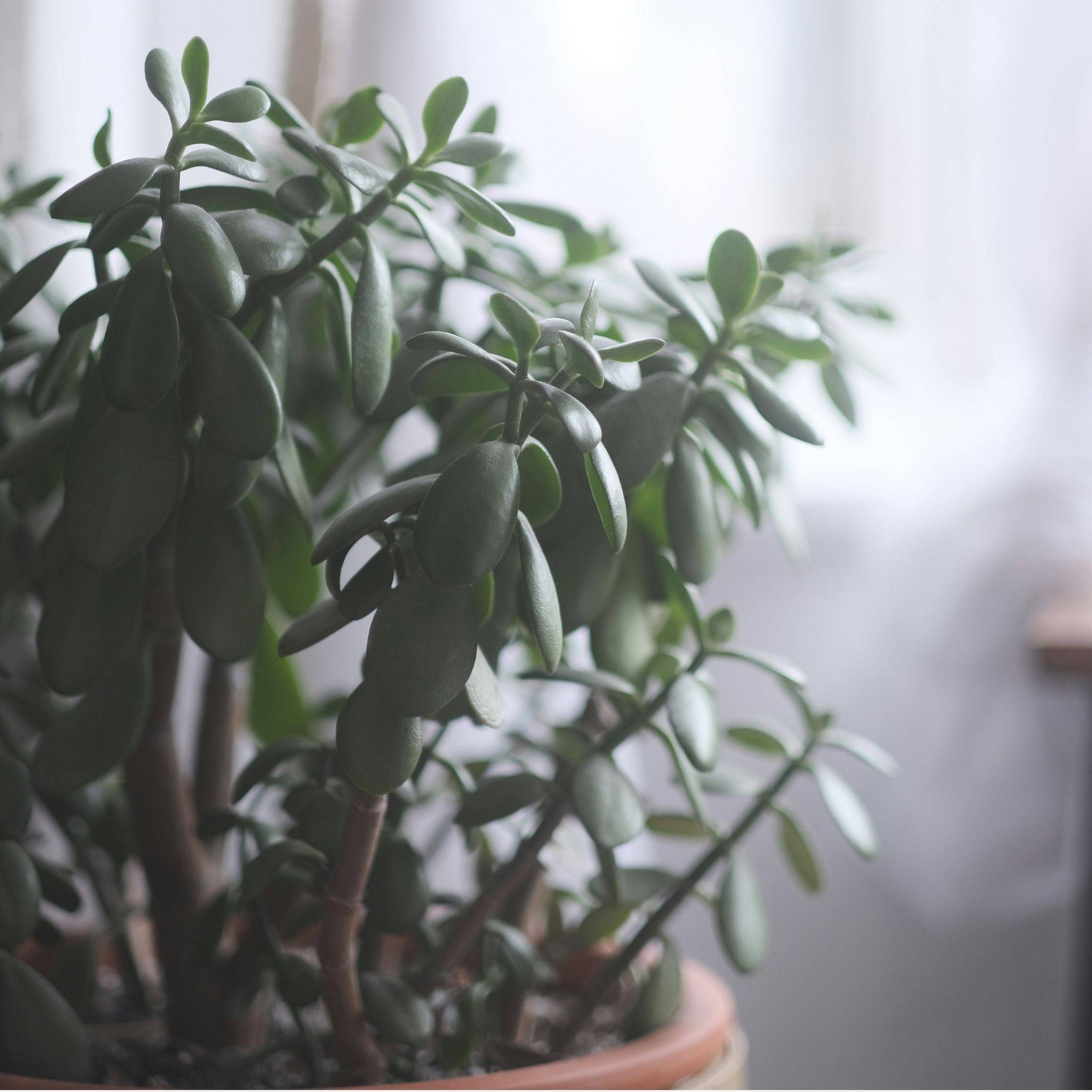 Plant In A Box - Arbre de jade - Crassula ovata 'Minor' - Hauteur 45-50cm - ⌀23cm - Image 3