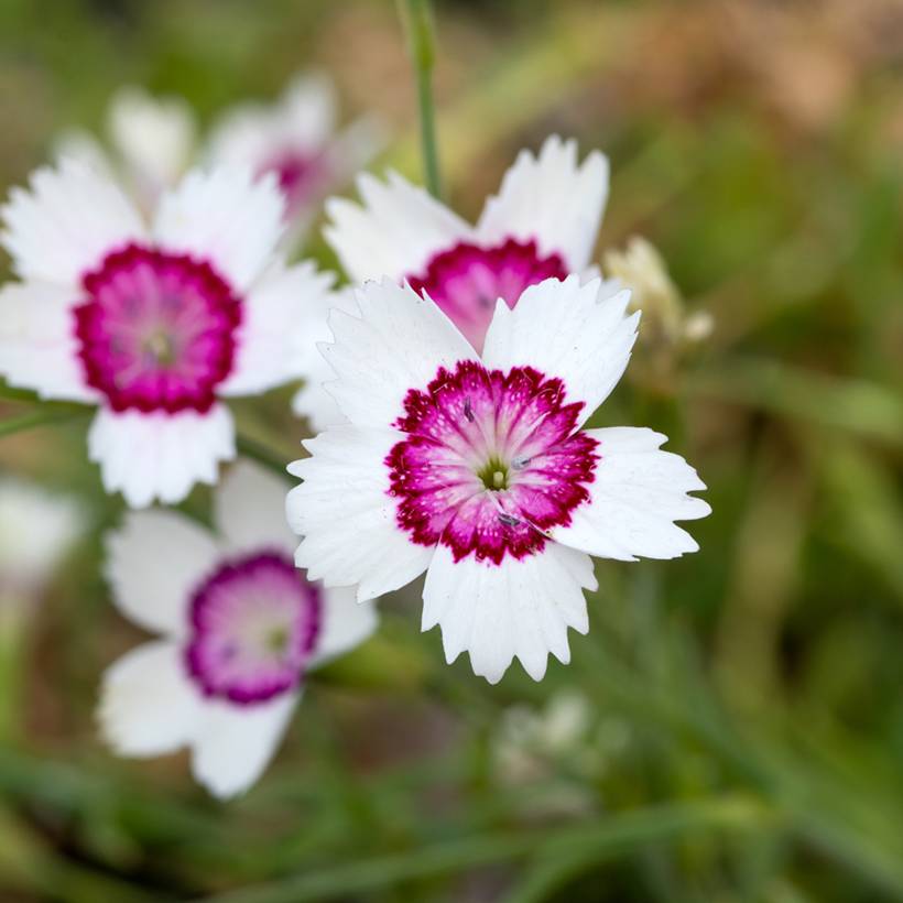 Graines de d'Oeillet deltoïde Arctic Fire - Dianthus deltoides le sachet de 1450 graines environ (0,3g)