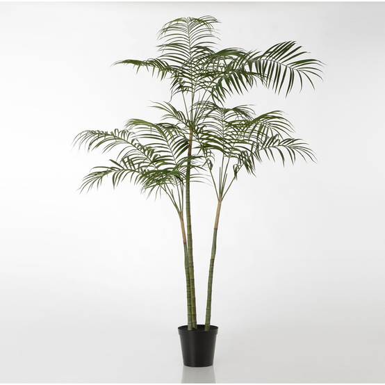 Palmier royal 215 cm - Image 1