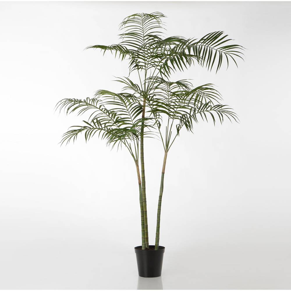 Palmier royal 215 cm - Image 1