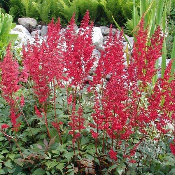 Astilbe arendsii Fanal Godet de 7/8 cm