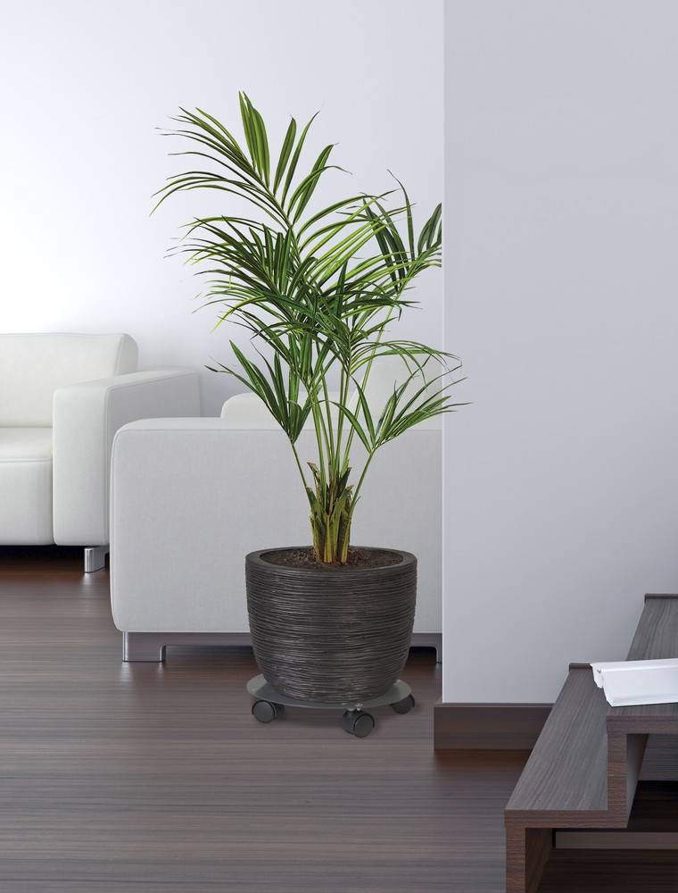 Louis Moulin - Roule plante disgn anthracite - 40 cm - Acier époxy Louis Moulin - Imagen 3