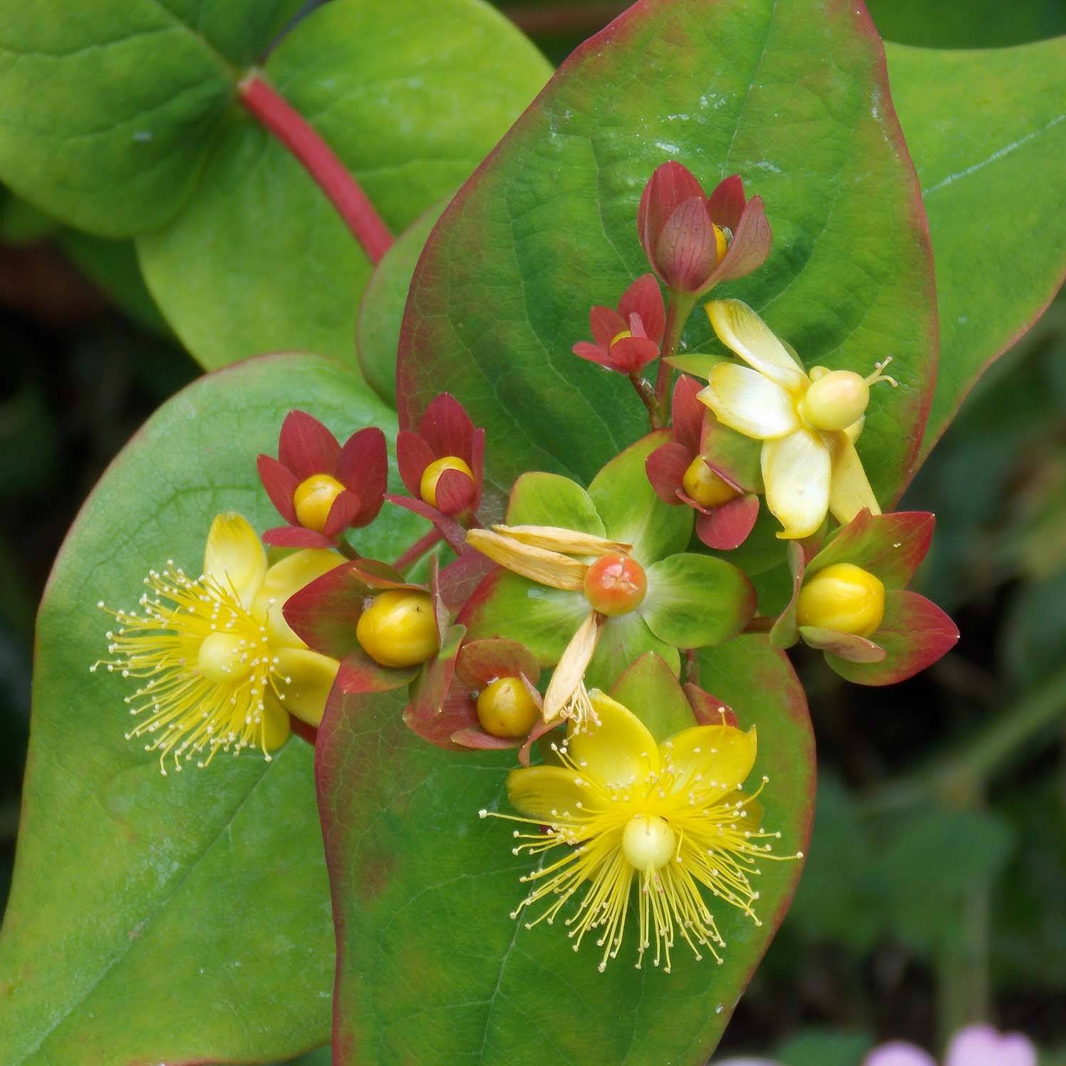 Promesse de Fleurs - Millepertuis - Hypericum inodorum Elstead Pot de 1,5L/2L