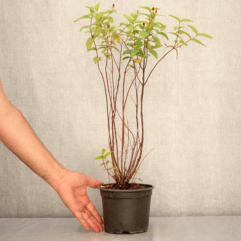 Promesse de Fleurs - Millepertuis - Hypericum inodorum Elstead Pot de 1,5L/2L - Image 2