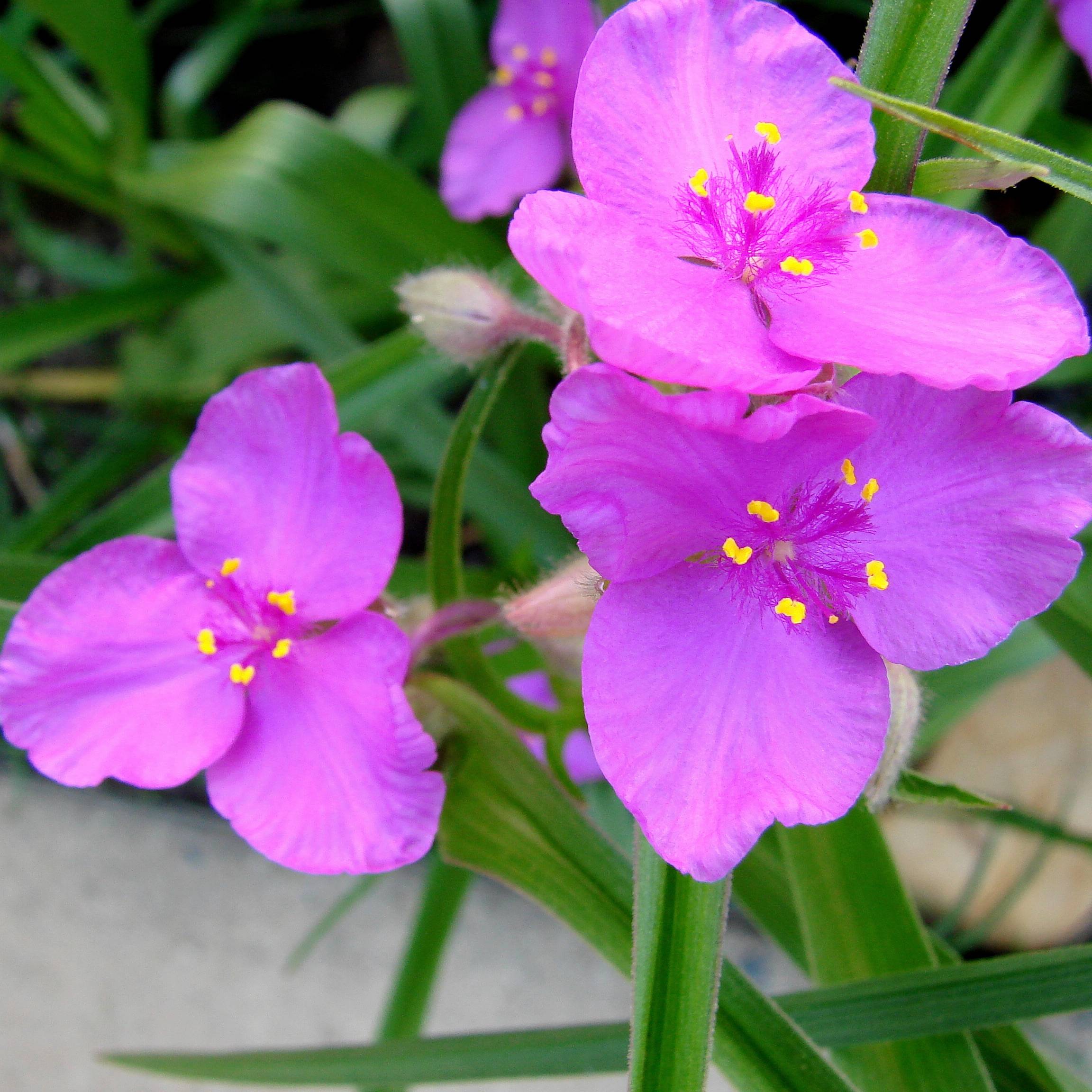 Ephémère de Virginie, Tradescantia andersoniana Karminglut Godet de 8/9 cm