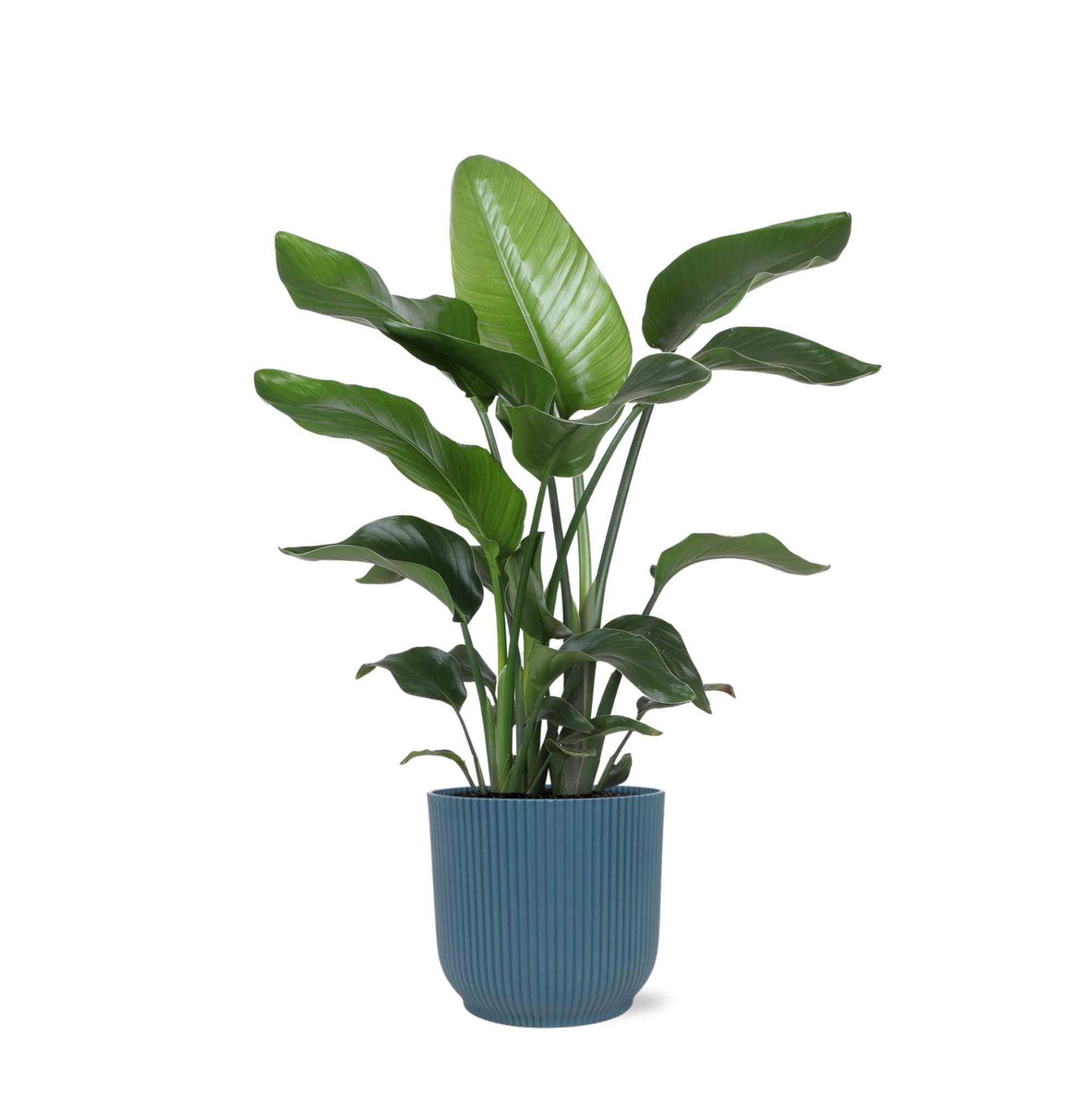 Strelitzia Nicolai et son pot- La Green Touch Relief Bleu - Hauteur 80cm