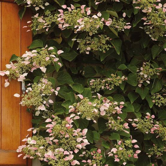Promesse de Fleurs - Schizophragma hydrangeoides Rose Sensation (Roseum) Pot de 2L/3L