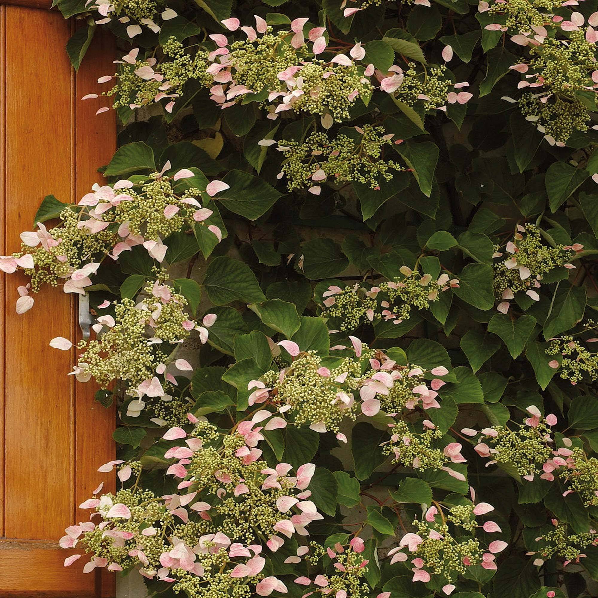Promesse de Fleurs - Schizophragma hydrangeoides Rose Sensation (Roseum) Pot de 2L/3L