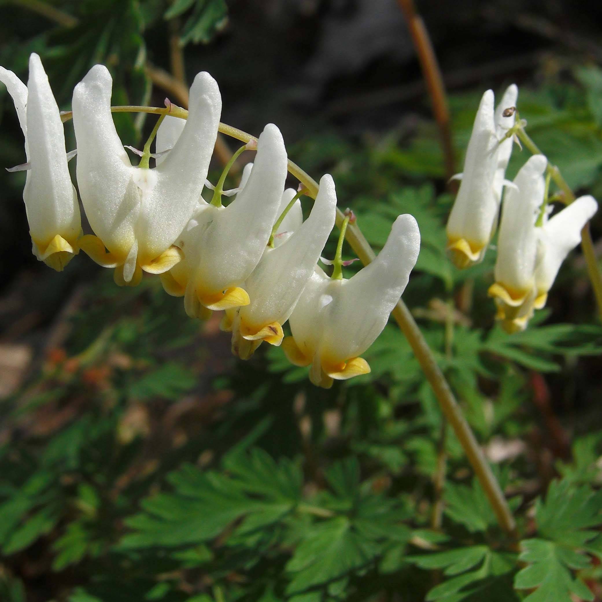 Dicentra cucullaria - dicentre à capuchon  Godet de 8/9 cm