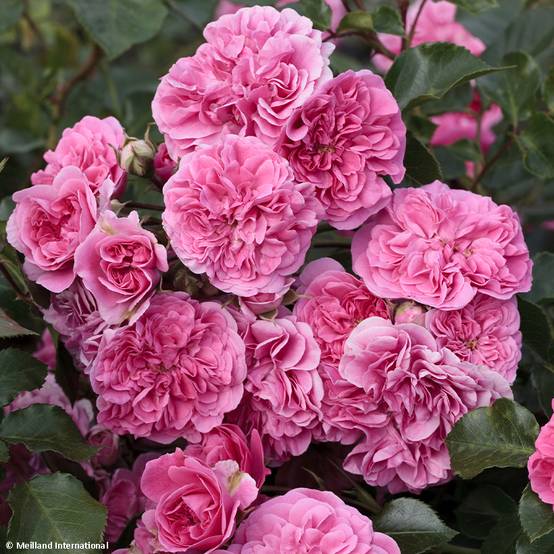 Promesse de Fleurs - Rosier paysager couvre-sol Les Quatre Saisons Pot de 4L/5L