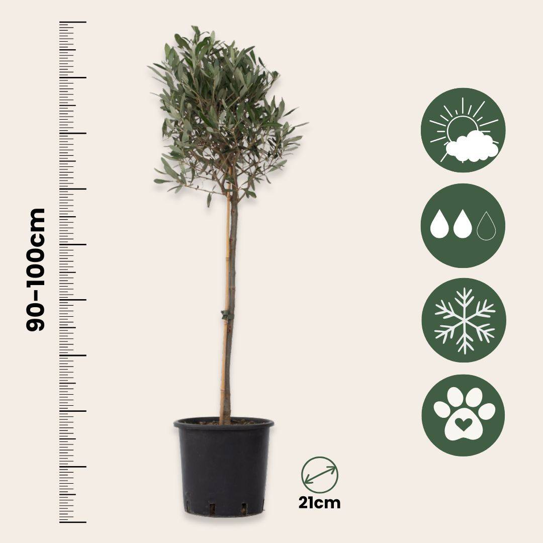 Olivier - Olea europaea - Hauteur 90-100cm - ⌀21cm - Image 6